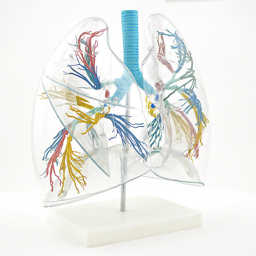 Transparent Lung Model (2 times life size)