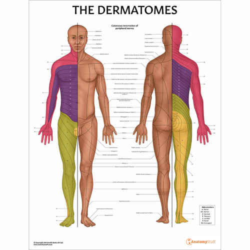 Laminated Dermatomes Anatomy Chart for Medical & Physiotherapy Clinics