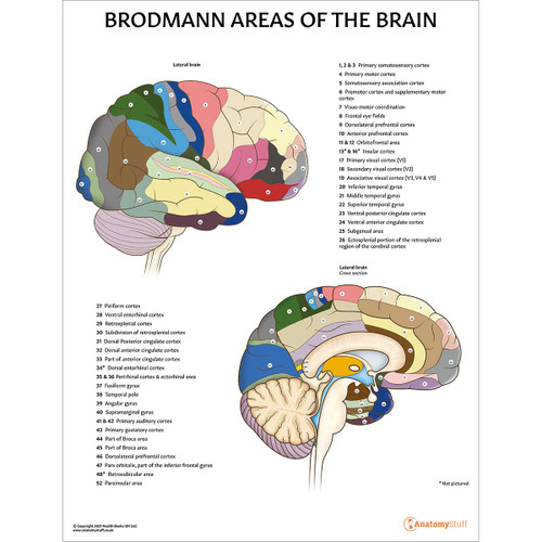 Brodmann Areas of the Brain Chart