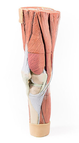 Lower Limb Musculature 3D Printed Anatomy Model MP1810