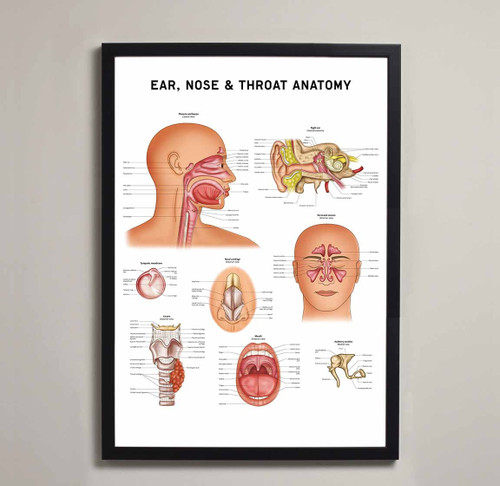 Framed Art Poster ENT Pharynx Mouth Nose Ear