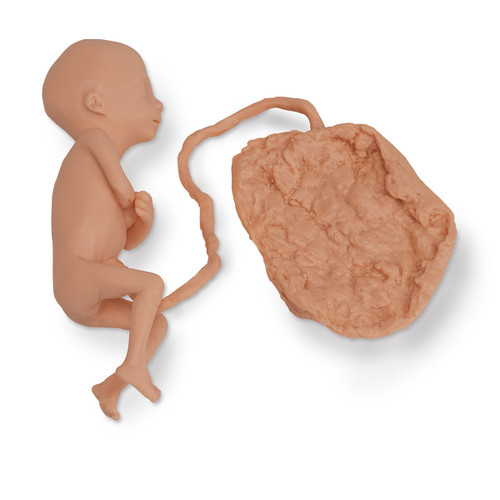 Foetus Model (5 months