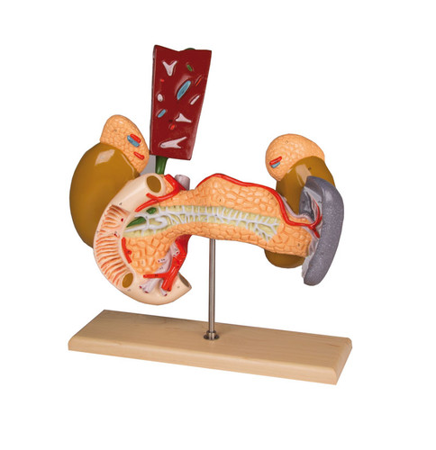 Internal Organs Model