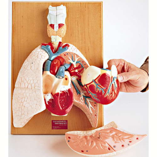 Cardiopulmonary System Model (Heart and Respiratory Organs)