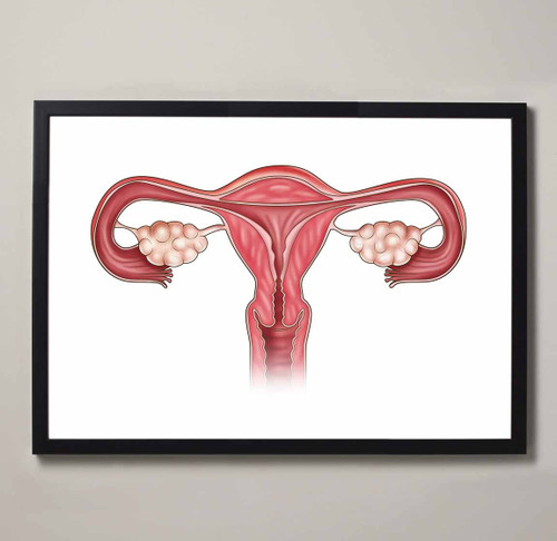 Female Reproductive Anatomy Fine Art Illustration Print