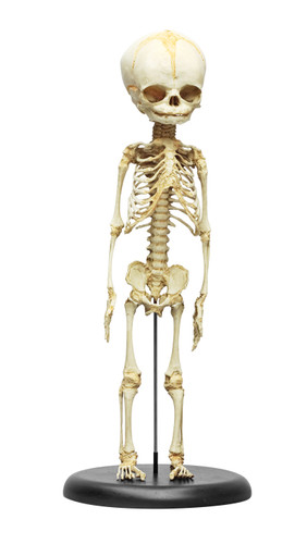 SC-181-A 30 week old skeleton