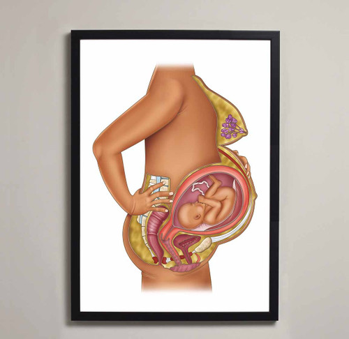 Pregnancy & Birth Anatomy Fine Art Illustration Print