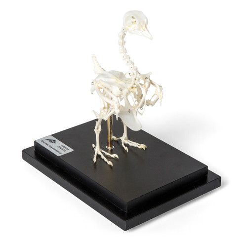 Pigeon Skeleton (Columba Livia Domestica) T300071