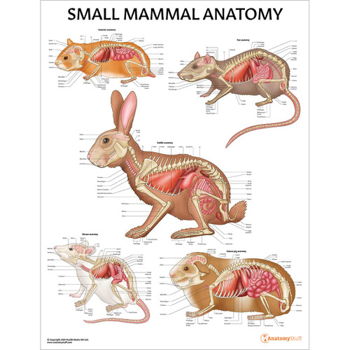 Small Mammal Anatomy Chart / Poster - Laminated