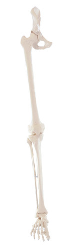 Flexible Foot and Ankle Skeleton Model