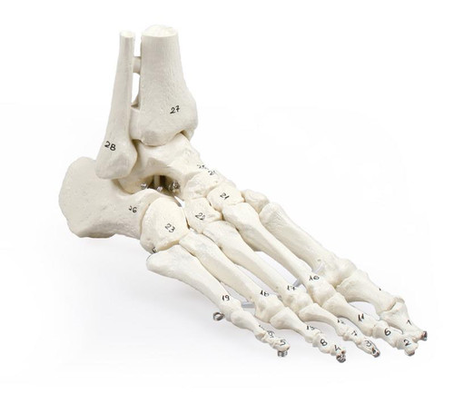 Numbered Foot and Ankle Skeleton Model