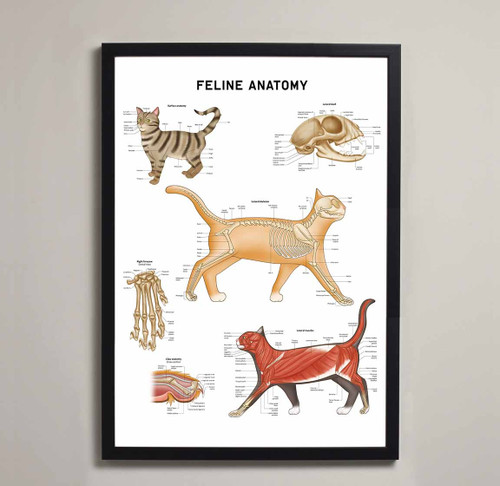 Cat Anatomical Muscles Bones Organs Framed Art Poster