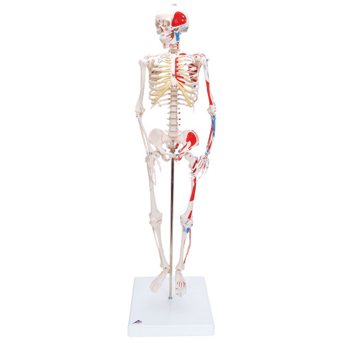 Shorty Mini Skeleton Model with Painted Muscles