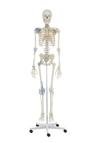 Otto skeleton (3004)