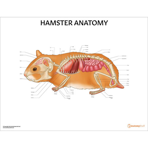 Laminated Hamster Anatomy Chart
