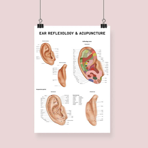 Ear Reflexology & Acupuncture Clips Fine Art Print