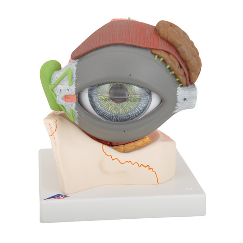 Giant Eye Model (5 times life size