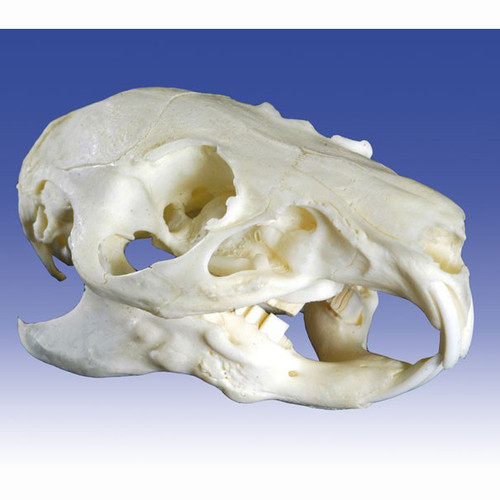 Guinea Pig Skull