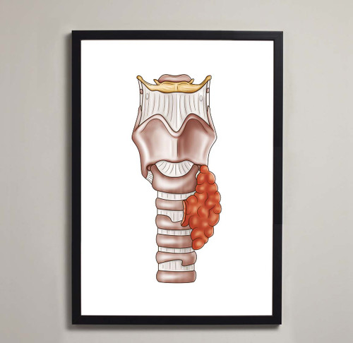 Larynx Illustration Anatomical Poster