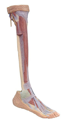 Lower Limb 3D Printed Anatomy Model (Deep Dissection) MP1809