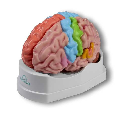 Functional / Regional Brain Model (5 parts)
