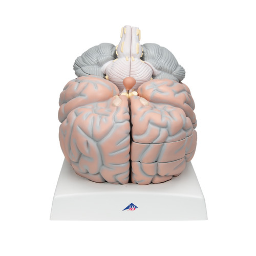 VH409 Giant Brain Model (2.5 times life size