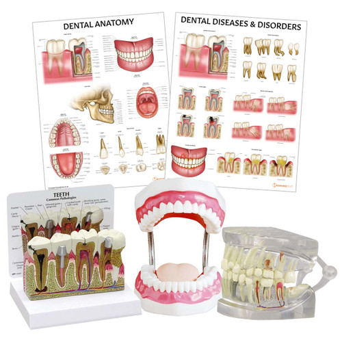 Dental Anatomy & Pathology Collection