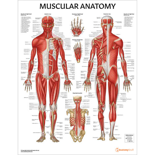 Laminated Muscular Anatomy Chart