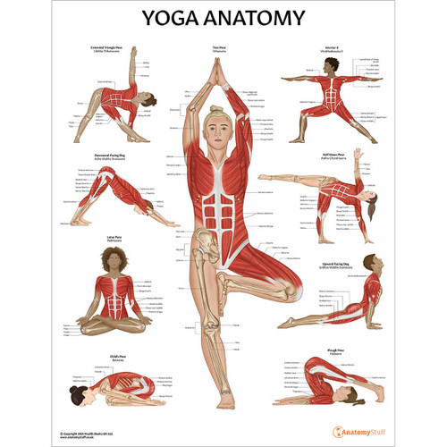 Laminated Yoga Anatomy Chart