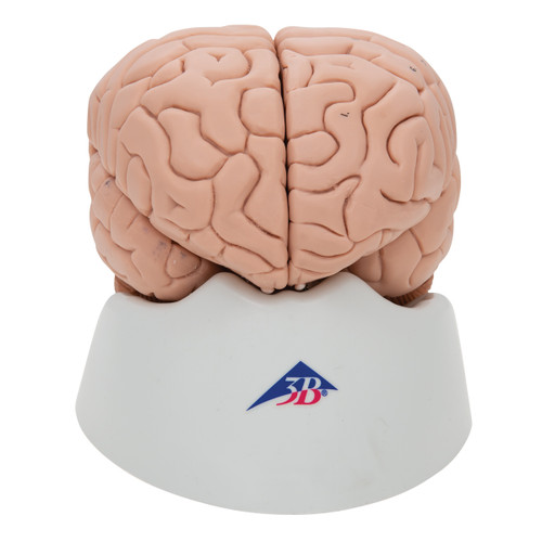 C17 Brain model 3B Scientific