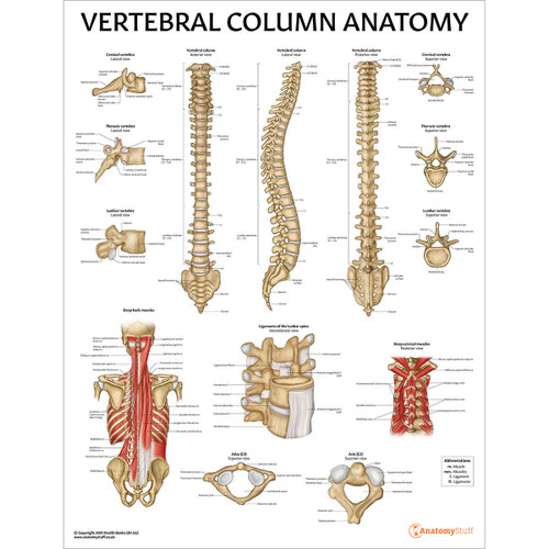 Vertebral Column Anatomy Chart / Poster - Laminated