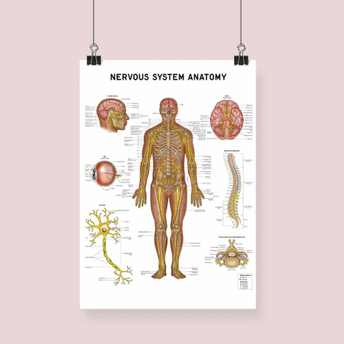 Nervous System Anatomy Fine Art Print