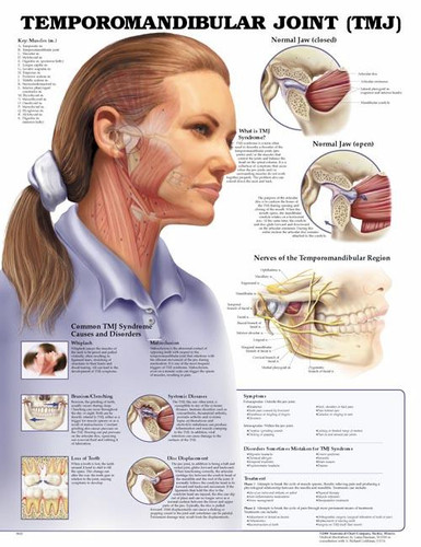 Temporomandibular Joint (TMJ) Anatomical Chart / Poster Laminated