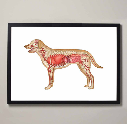 Canine Internal Anatomy Fine Art Illustration Print