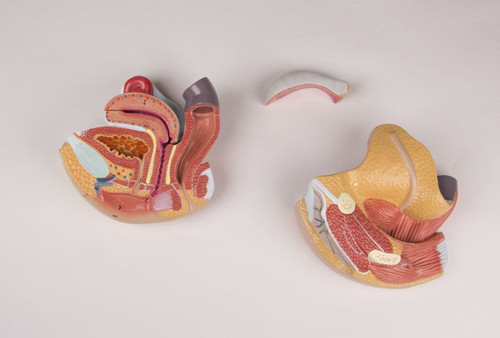 Female Genital Organs Model (4 part) L251