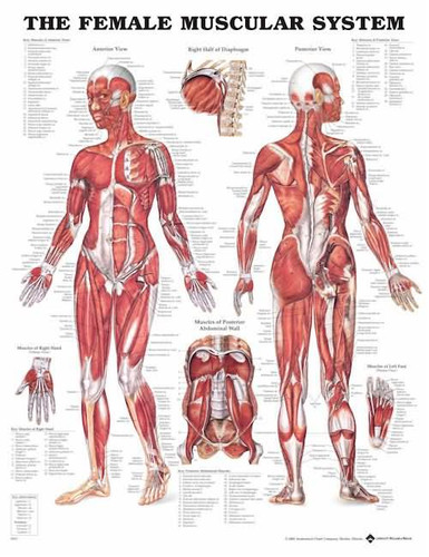 Laminated Female Muscular System Anatomical Chart