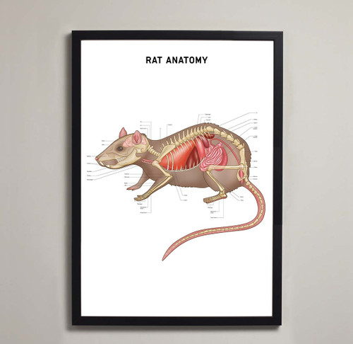 Rat Anatomy Fine Art Print
