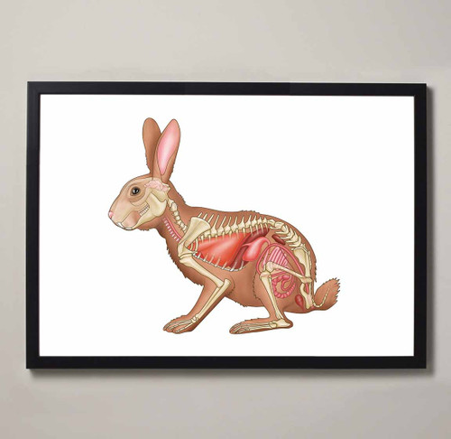 Rabbit Anatomy Fine Art Illustration Print