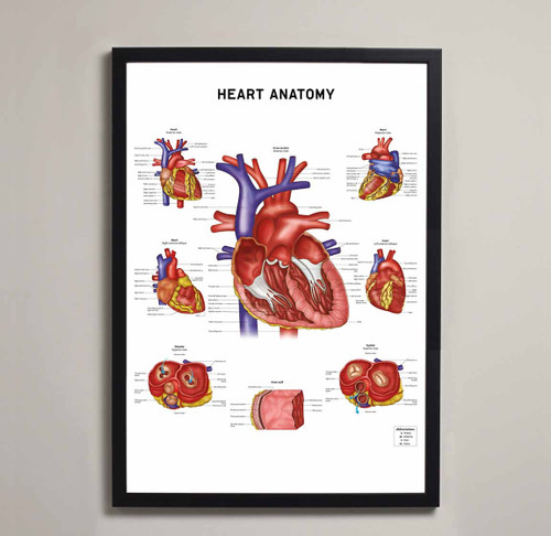 Heart Anatomy Fine Art Print