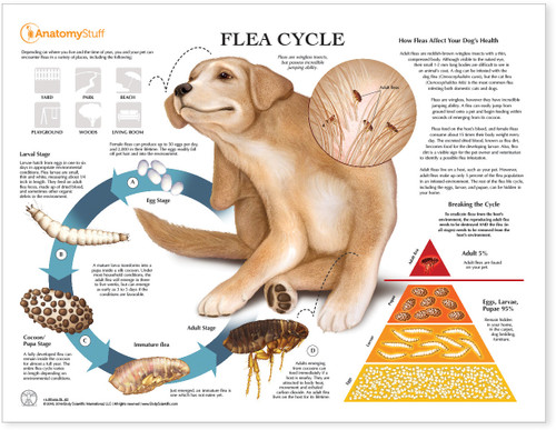 Flea Cycle in Dogs Chart  FC1000