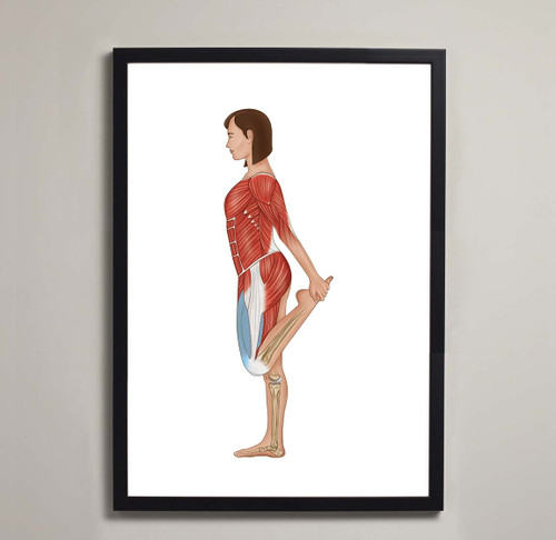 Female Breast Anatomy Fine Art Illustration Print