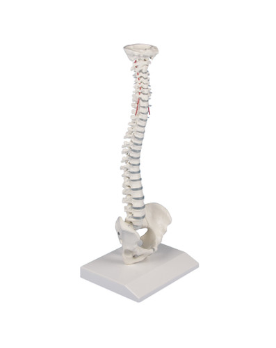 Miniature Spine 4001