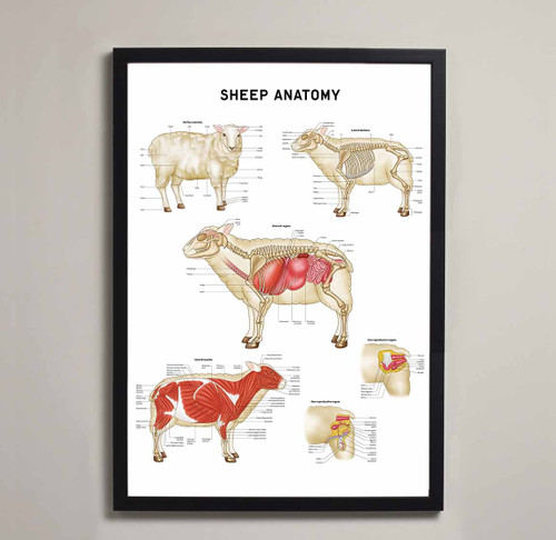 Fine Art Sheep Anatomy Poster