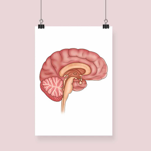 Brain Anatomy Illustration Fine Art Print