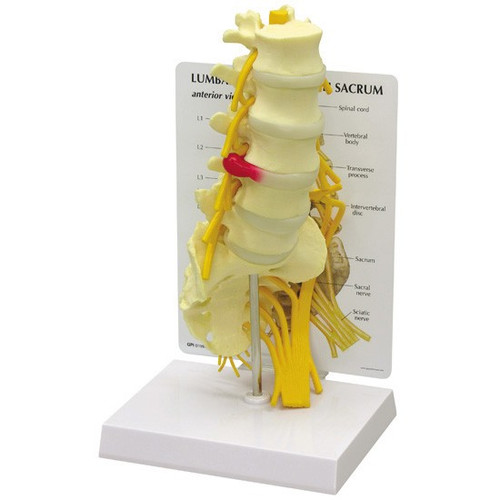 Lumbar Spine Model with Sacrum 1700
