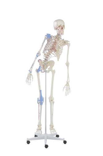 Max  Skeleton 3016