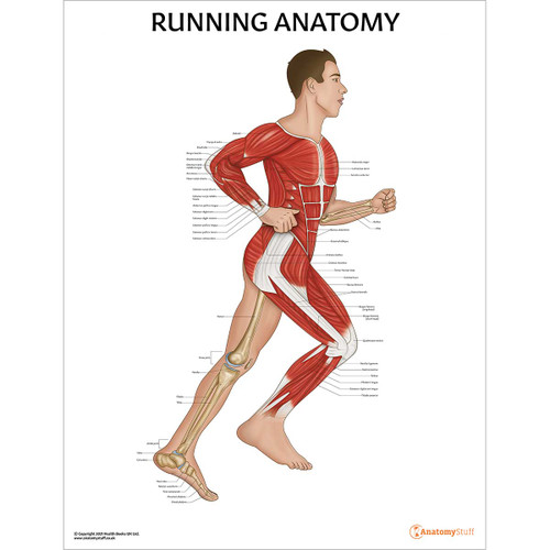 Running Anatomy Male Chart