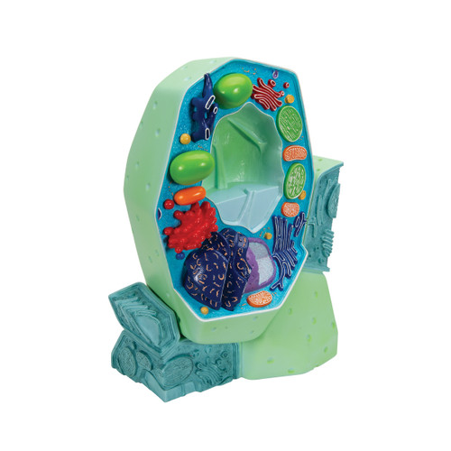 R05 Plant Cell Model