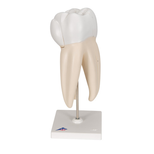 Upper Triple-Root Molar Tooth Model (3 part) D10/5