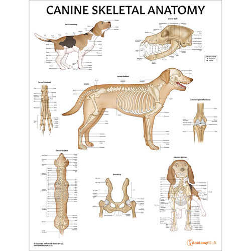 Canine Skeletal Anatomy Laminated Chart / Poster